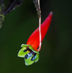 Tropaeolum pubescens