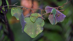 Tropaeolum pubescens