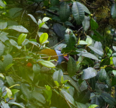 Andigena laminirostris