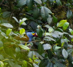 Andigena laminirostris