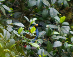 Andigena laminirostris