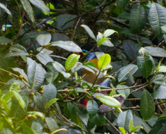 Andigena laminirostris