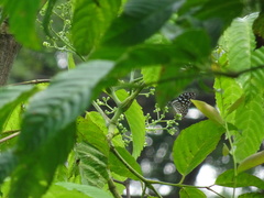 Ideopsis vulgaris macrina