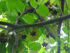 Aristolochia acuminata