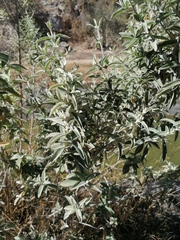 Buddleja sessiliflora