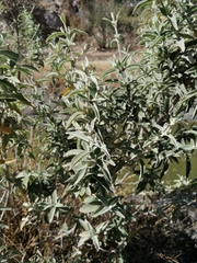 Buddleja sessiliflora