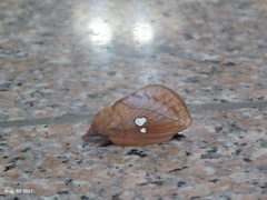 Euthrix albomaculata