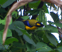 Anisognathus notabilis