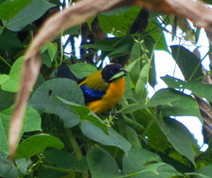 Anisognathus notabilis