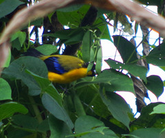 Anisognathus notabilis