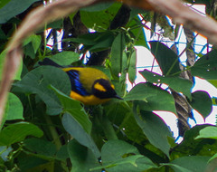 Anisognathus notabilis