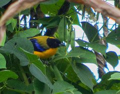 Anisognathus notabilis