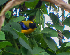 Anisognathus notabilis