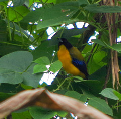 Anisognathus notabilis