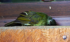 Mionectes striaticollis