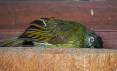 Mionectes striaticollis