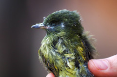 Mionectes striaticollis