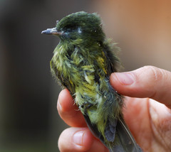 Mionectes striaticollis