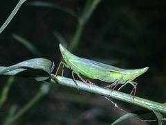 Rhynchomitra recurva