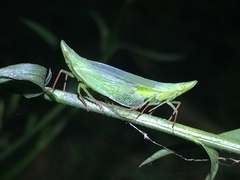 Rhynchomitra recurva