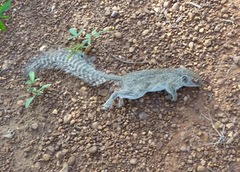 Heliosciurus gambianus