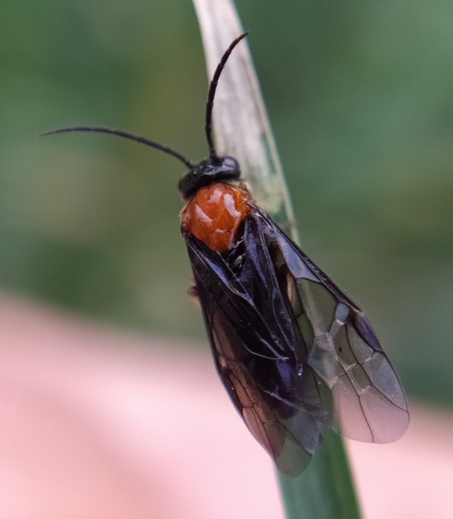 Moricella rufonota