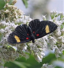 Melanis aegates limbata