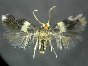 Hard Maple Budminer Moth