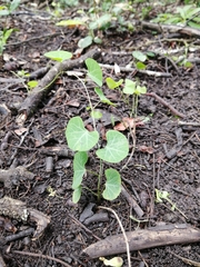 Cissampelos torulosa