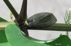 Macrobrochis staudingeri