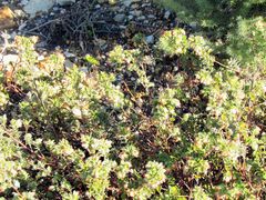 Hermannia salviifolia