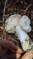 Tricholoma pardinum