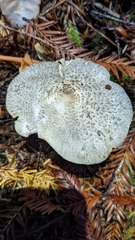 Tricholoma pardinum