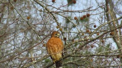 Buteo lineatus