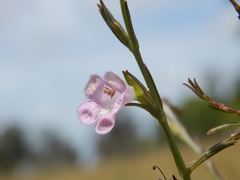 Agalinis communis
