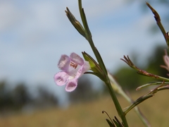 Agalinis communis