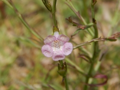 Agalinis communis