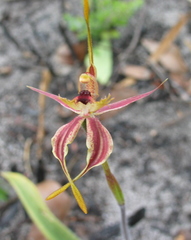 Caladenia plicata
