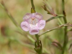 Agalinis communis