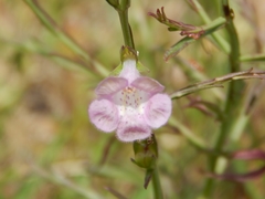 Agalinis communis