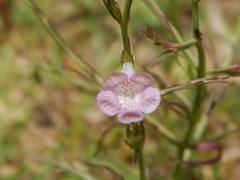 Agalinis communis
