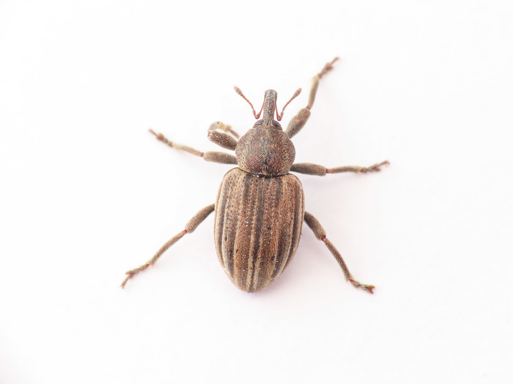 Hypera striata