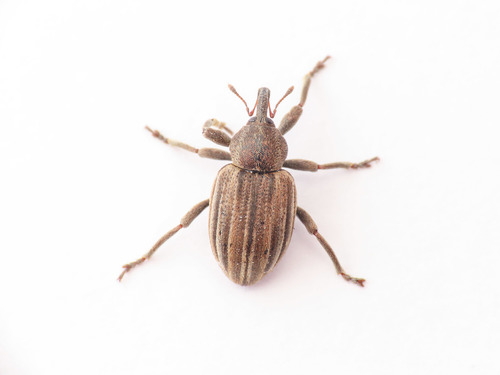 Hypera striata