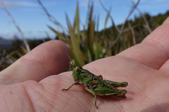 Sigaus campestris