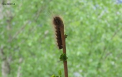 Spilosoma lubricipeda