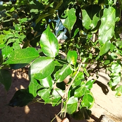 Platymiscium
