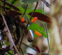 Columnea strigosa