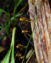Cyrtochilum cimiciferum
