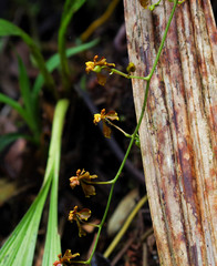 Cyrtochilum cimiciferum