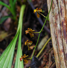 Cyrtochilum cimiciferum